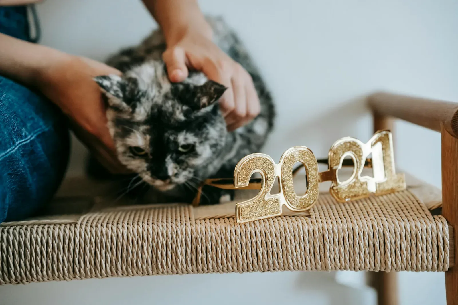 Bringing Home a New Cat: The First 48 Hours