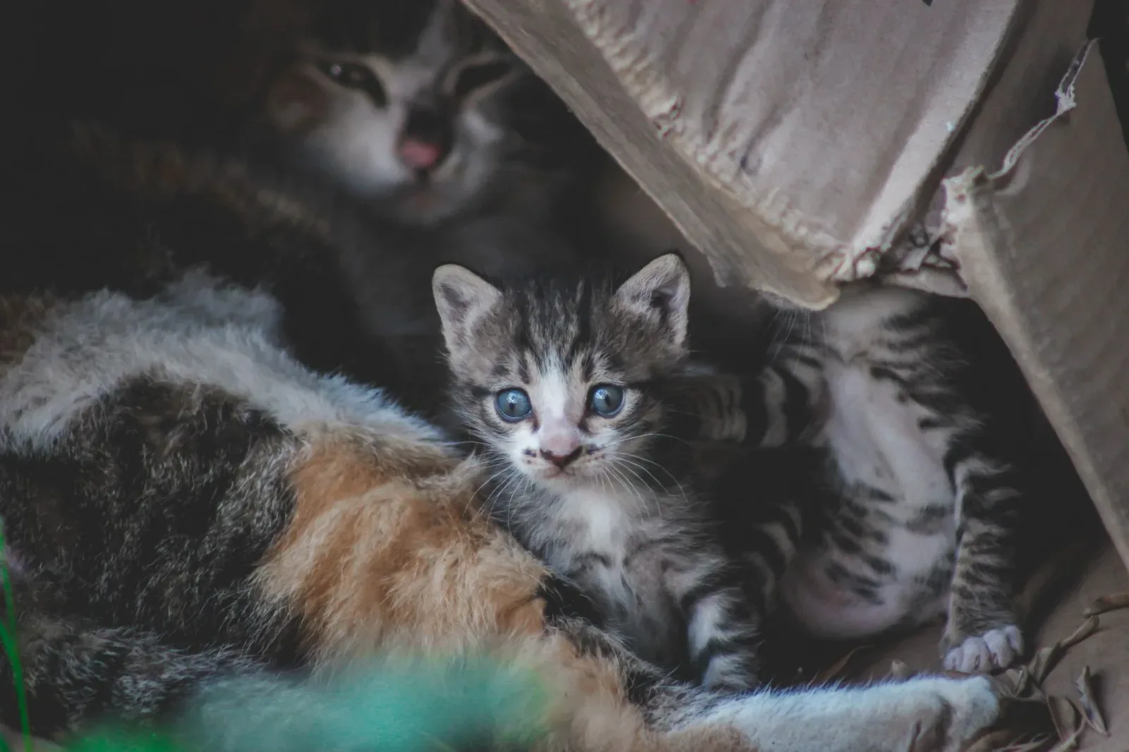 Setting Up the Litter Box for a New Cat