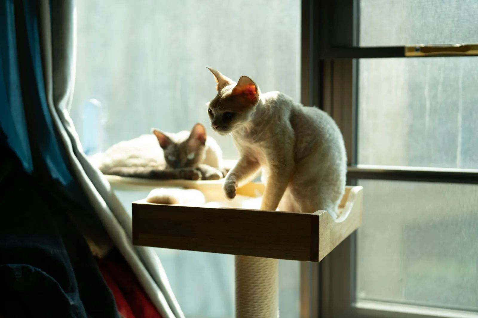 Cat-Proofing Your Home Before the New Arrival