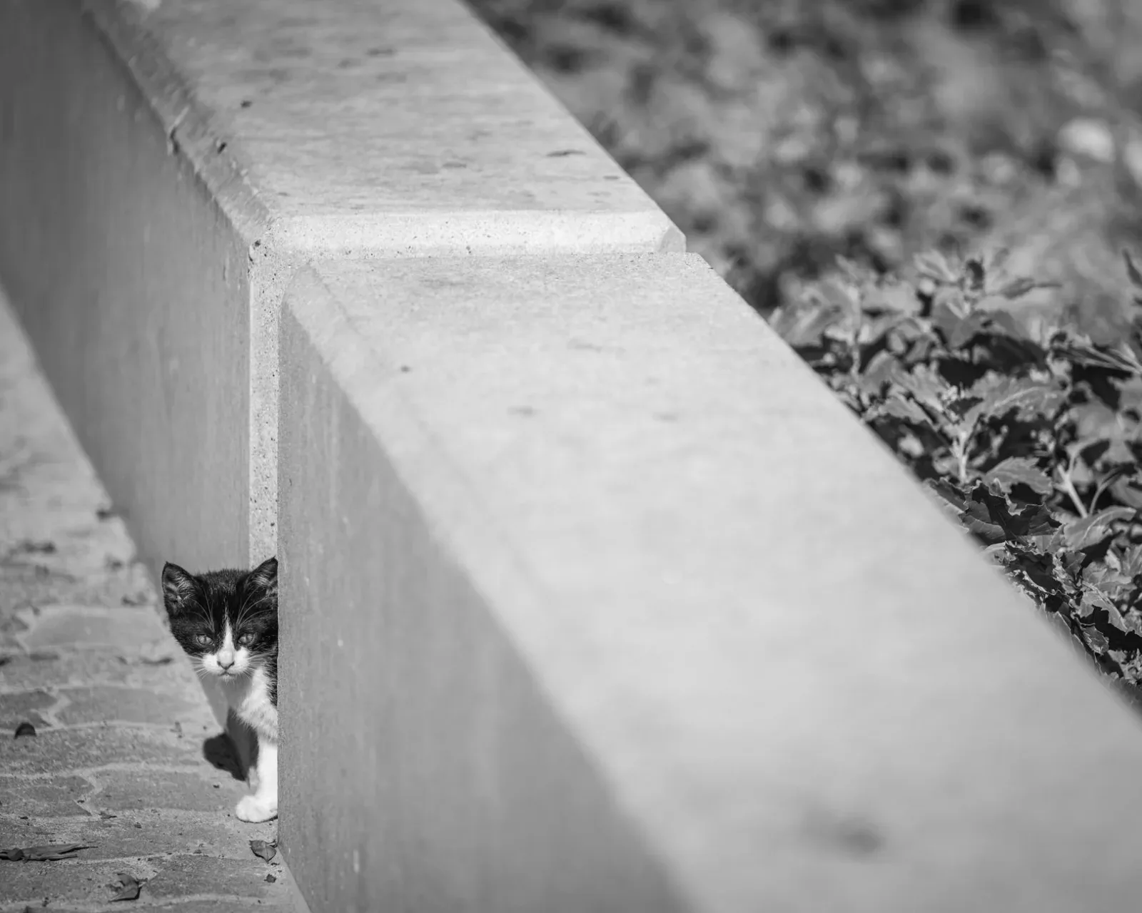 Helping a Shy or Scared New Cat Settle In