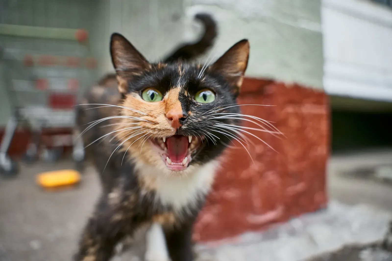 Decoding Your Cat's Meows, Chirps and Trills