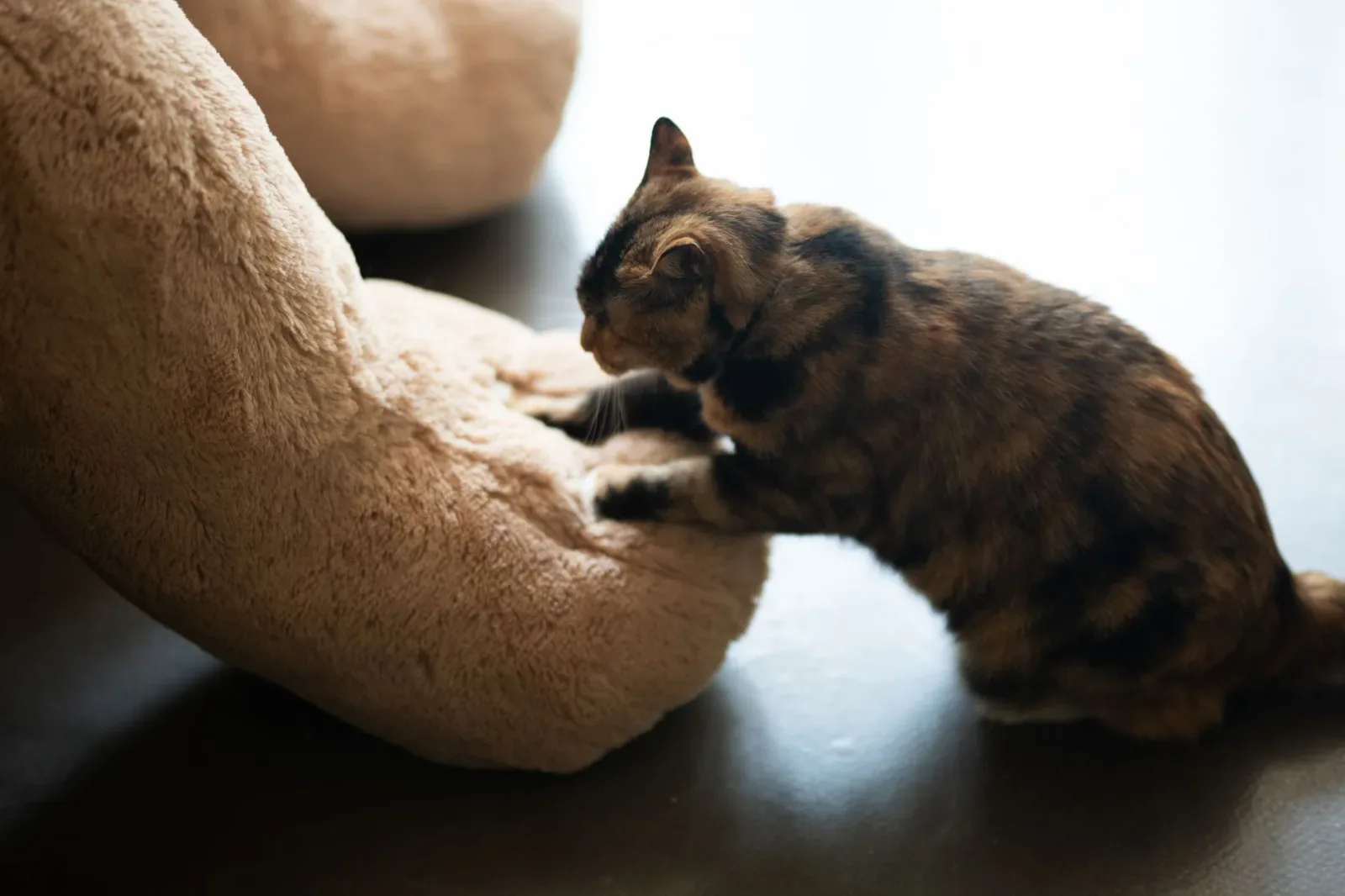 Why Your Cat Does That: Common Behaviours Explained