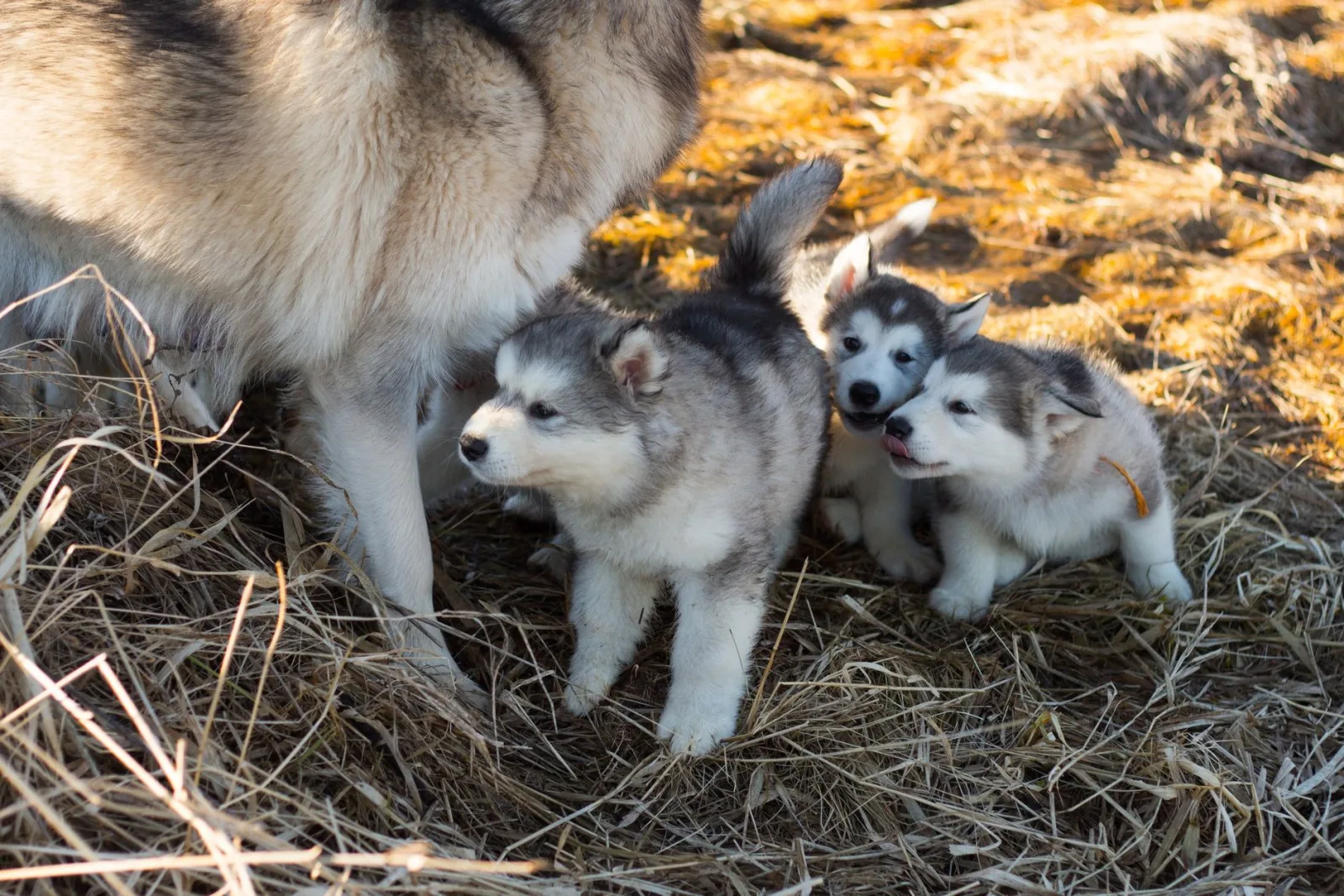 Alaskan Malamute