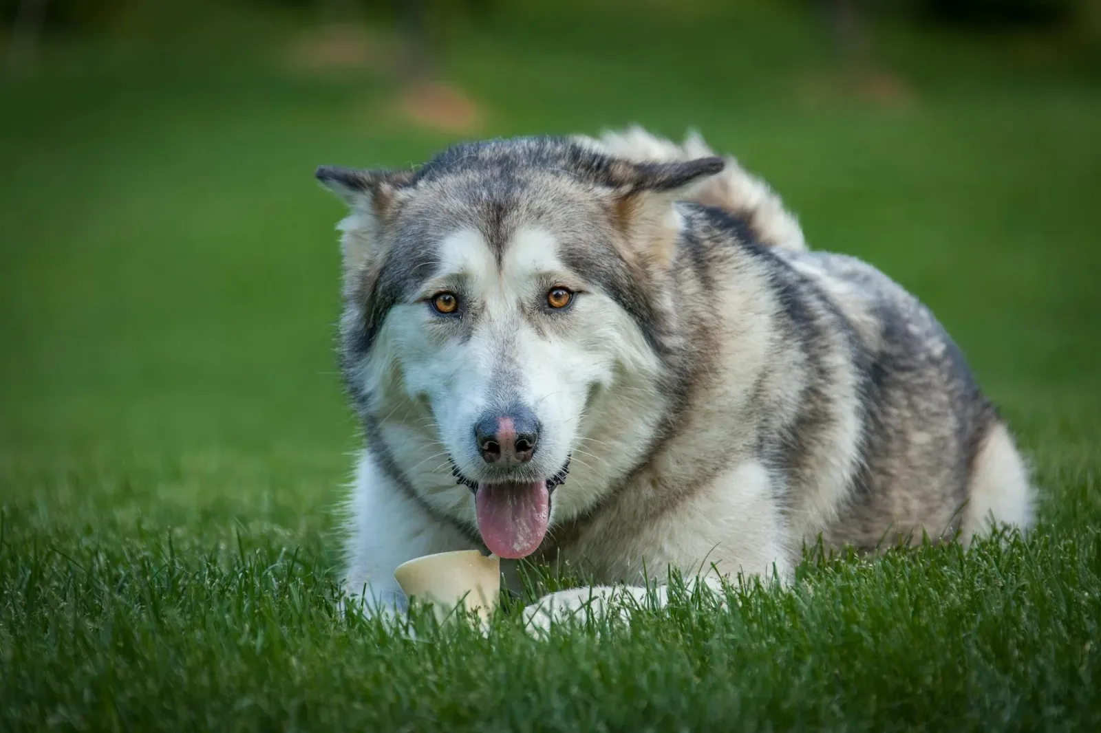 Alaskan Malamute 10
