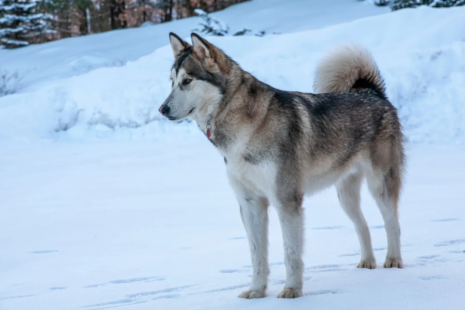 Alaskan Malamute 2