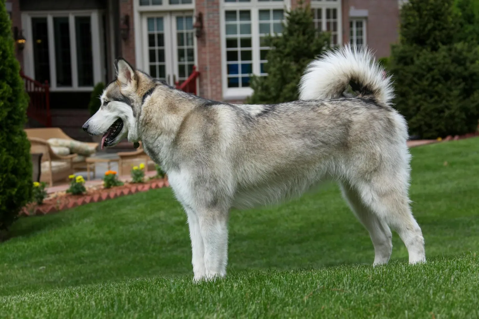 Alaskan Malamute 3