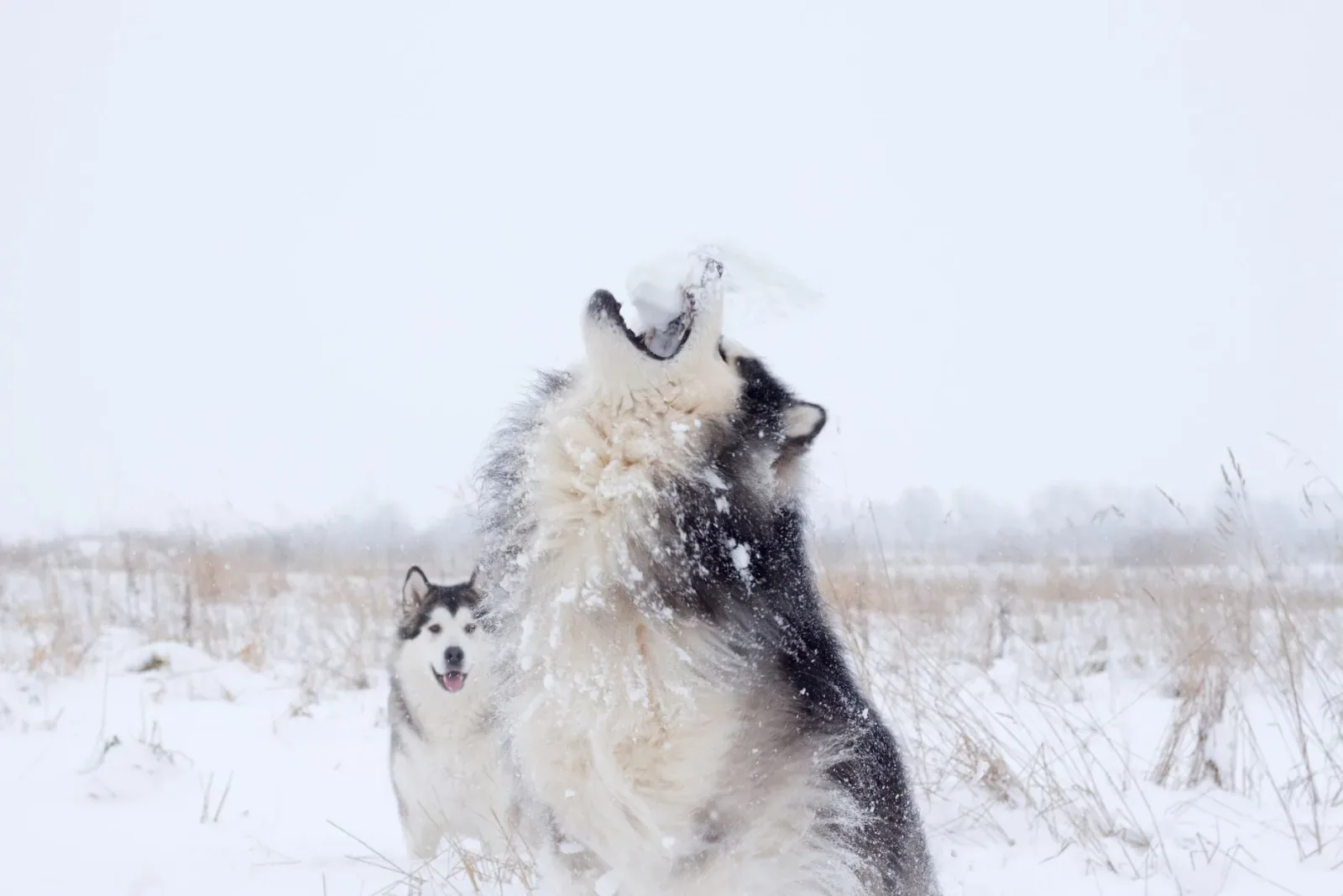 Alaskan Malamute 4