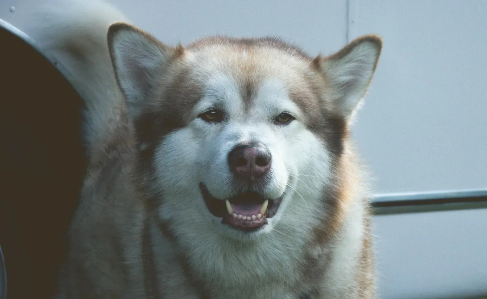 Alaskan Malamute 5