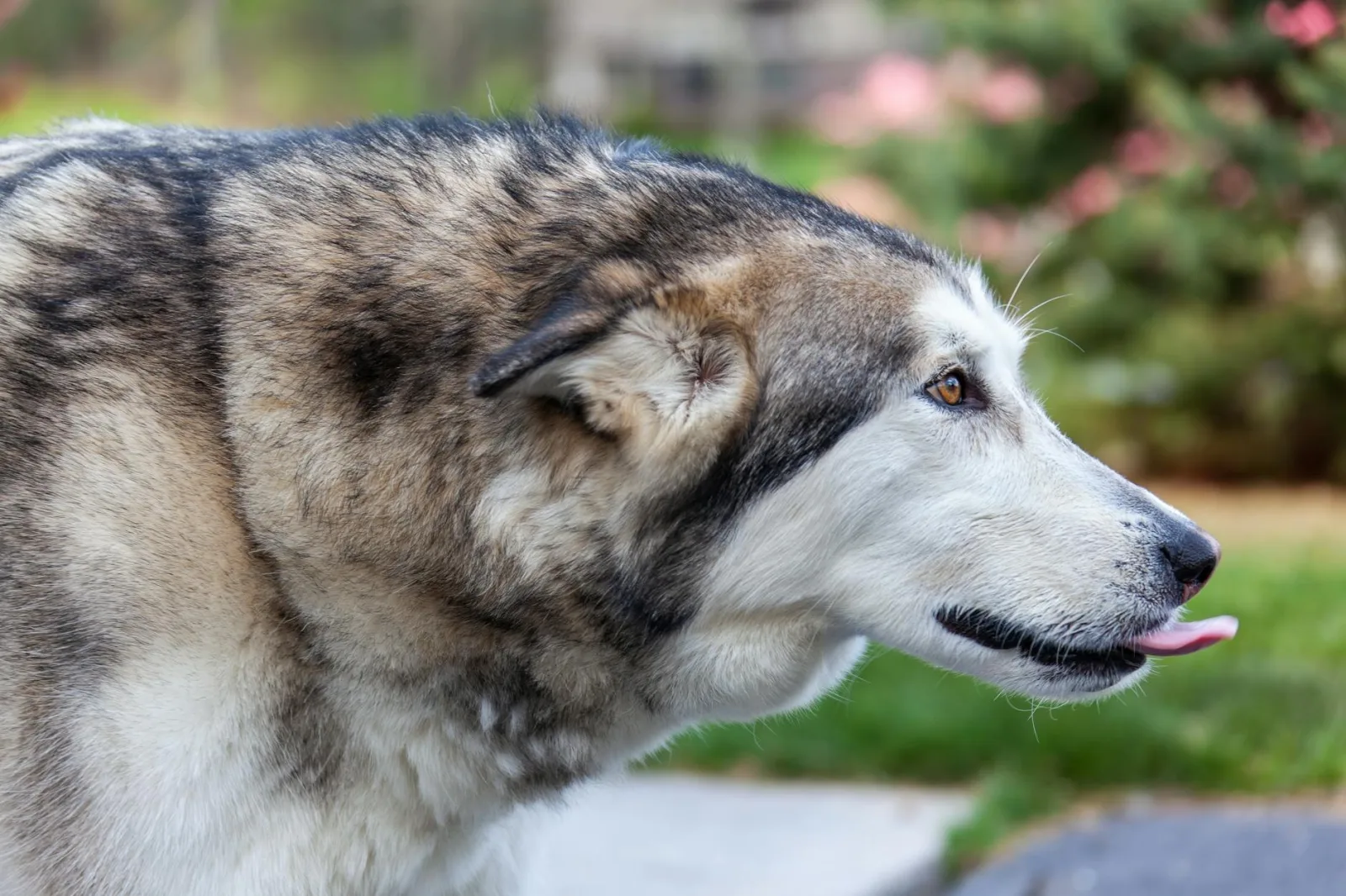 Alaskan Malamute 6