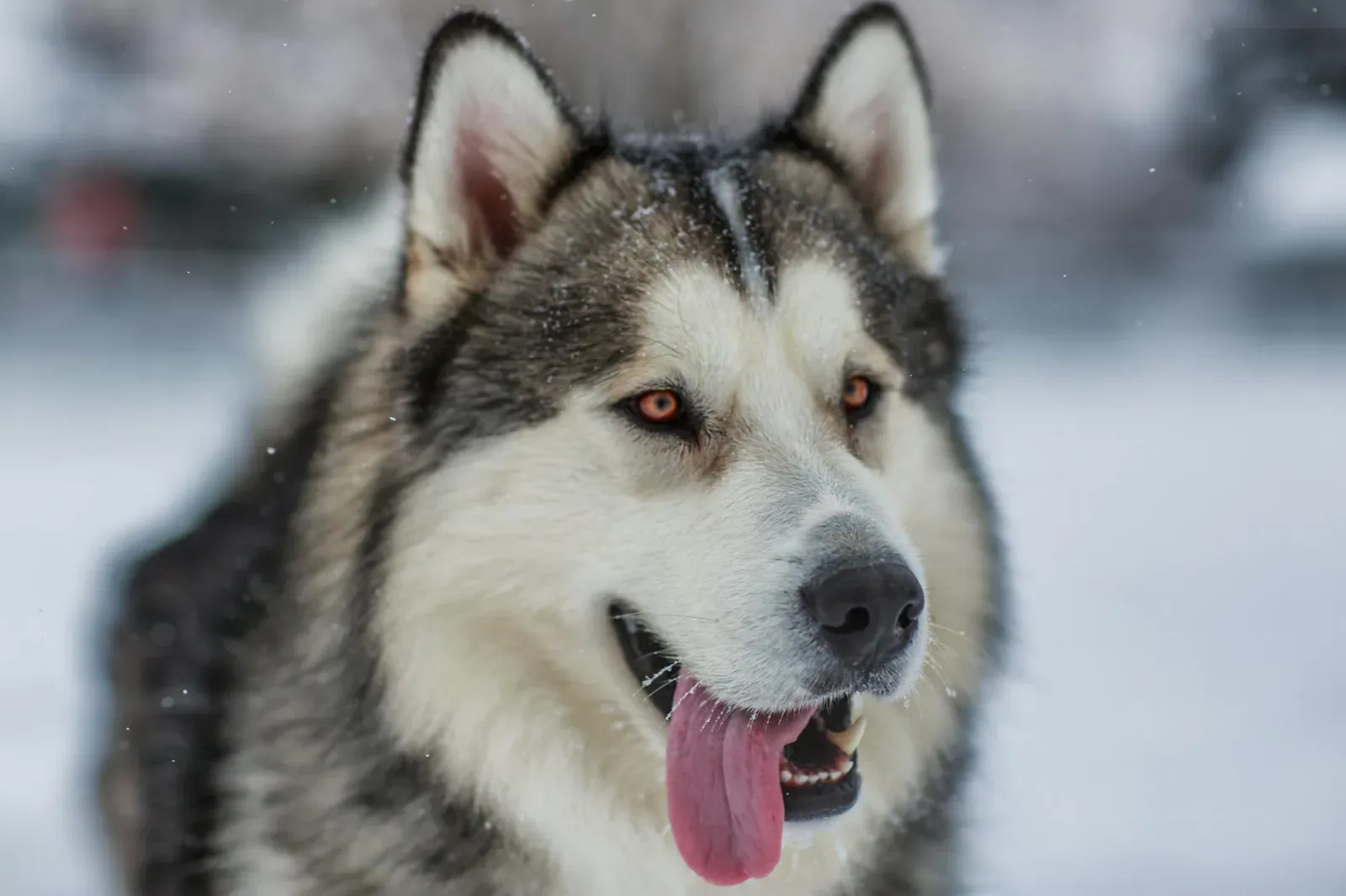 Alaskan Malamute 7