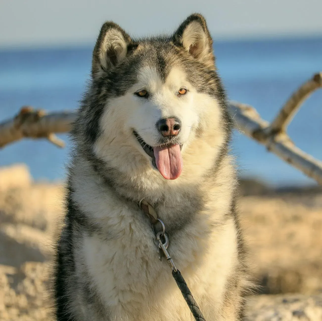 Alaskan Malamute 8