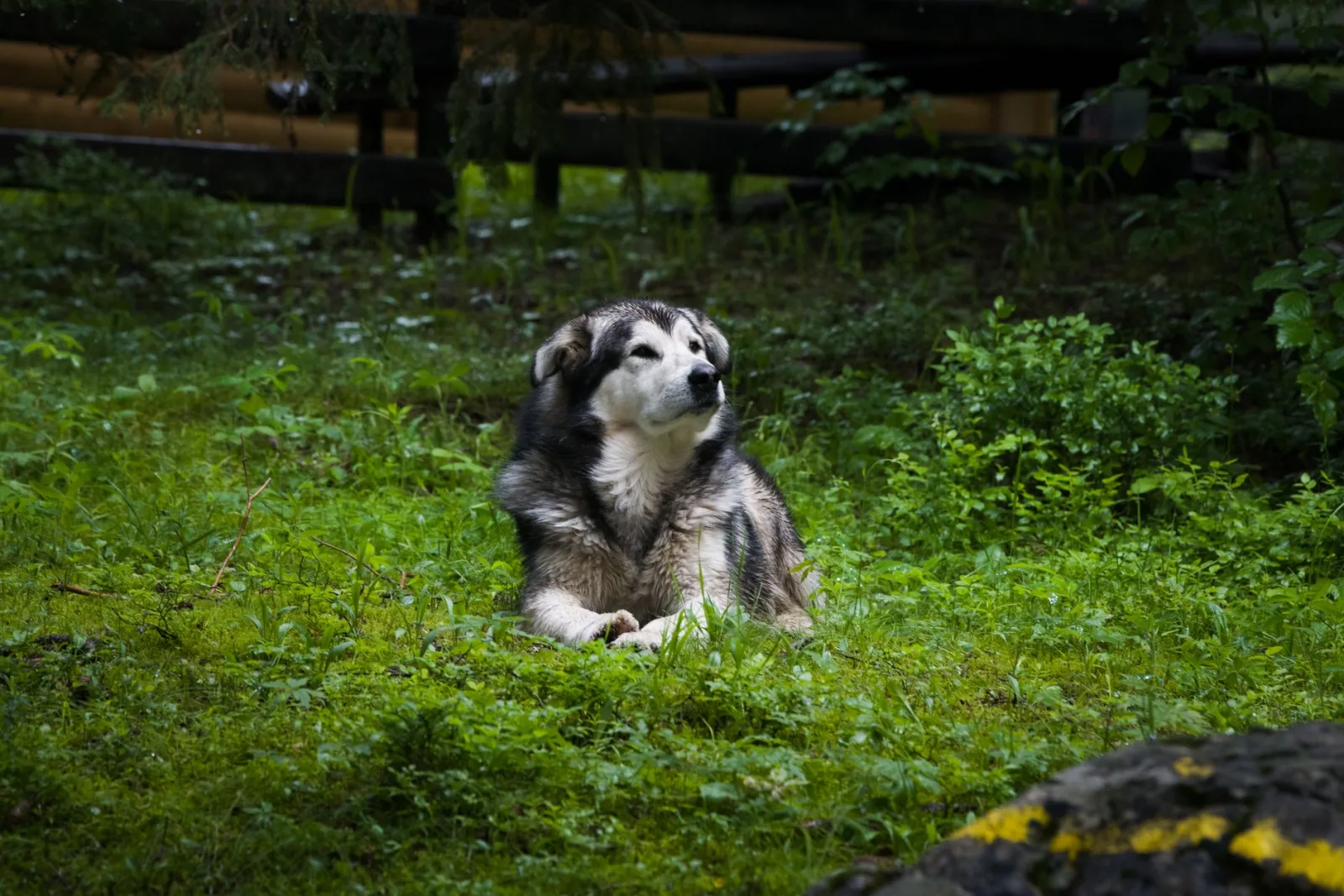 Alaskan Malamute 9