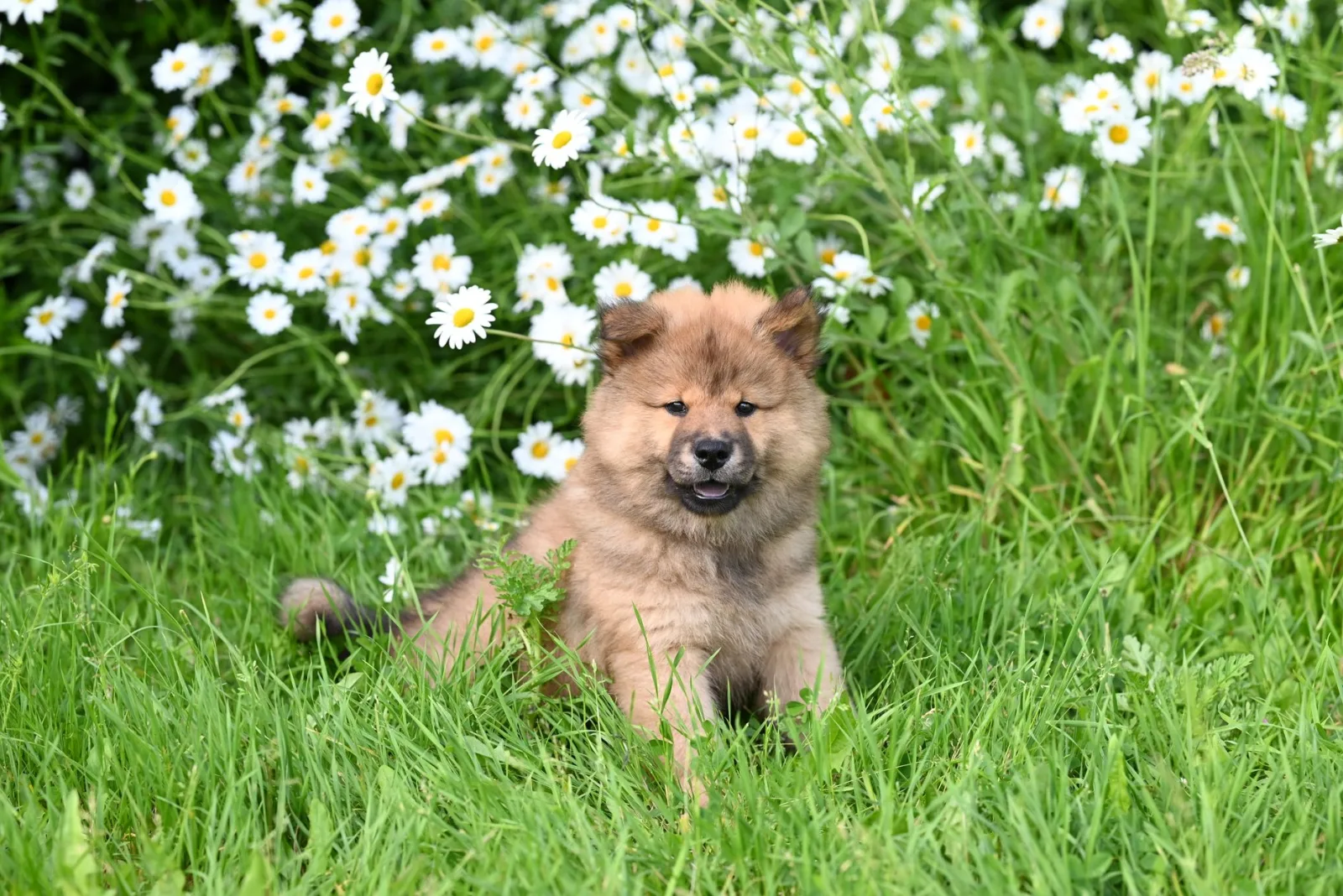 Chow Chow 1
