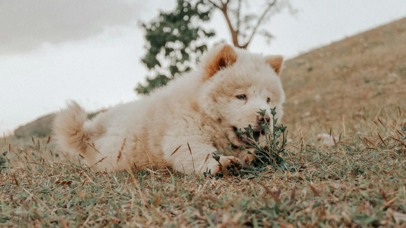 Chow Chow 10