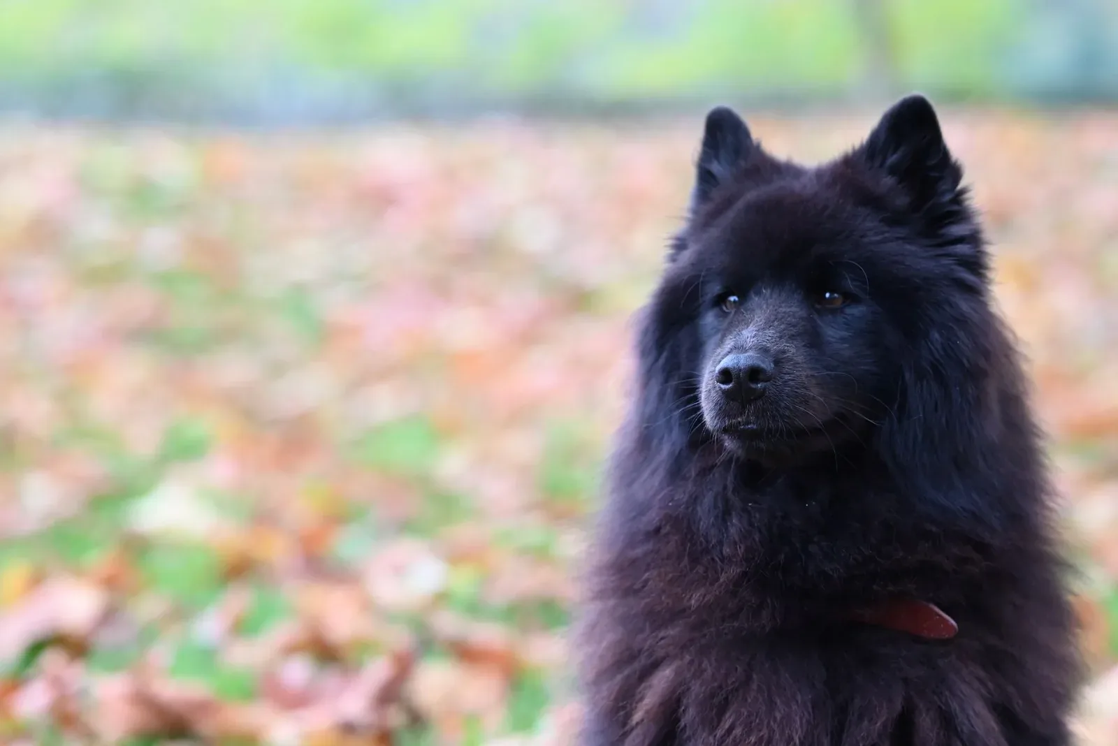 Chow Chow 2