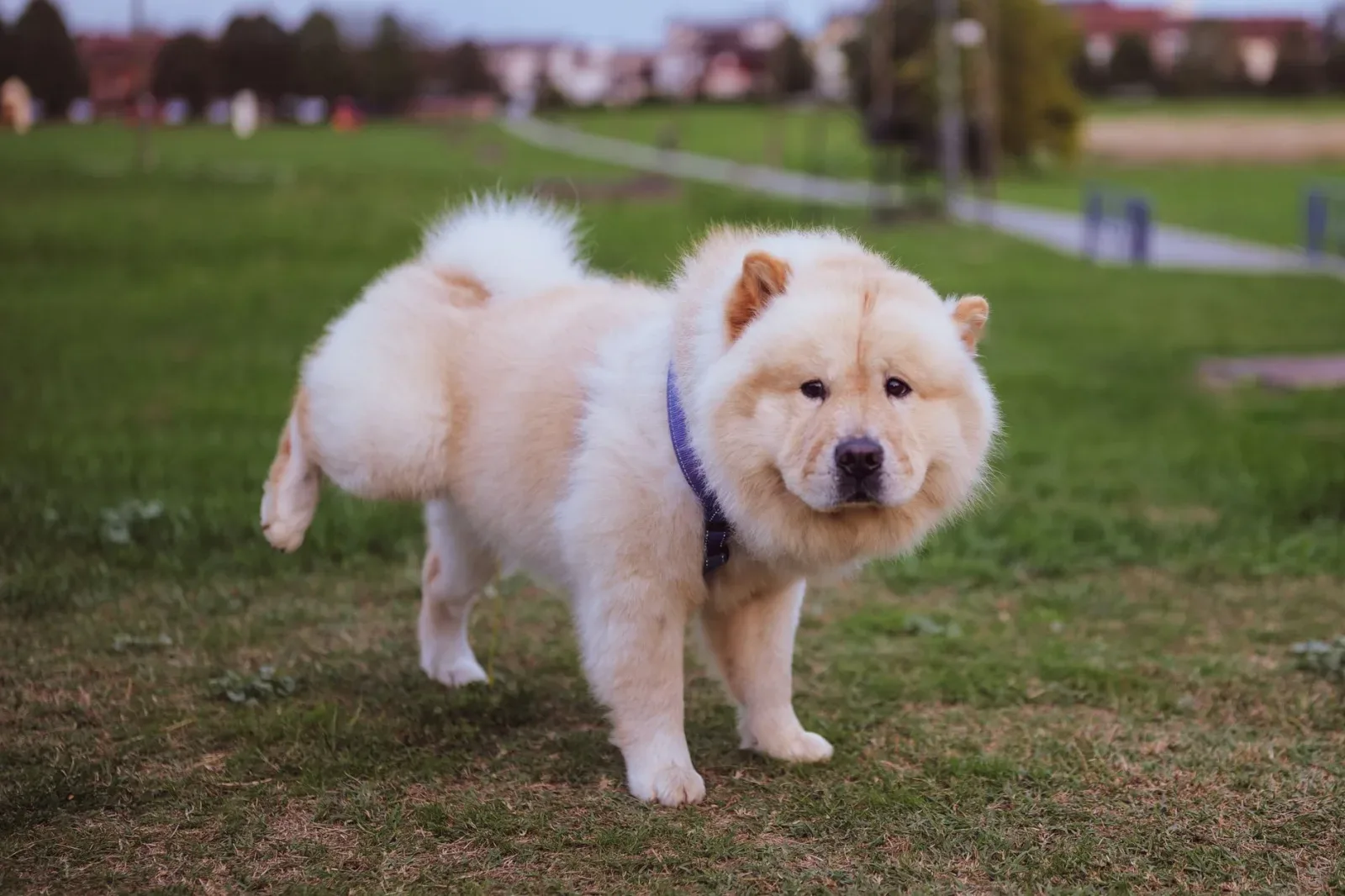 Chow Chow 3