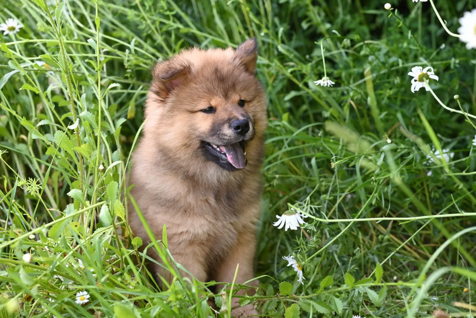 Chow Chow 4