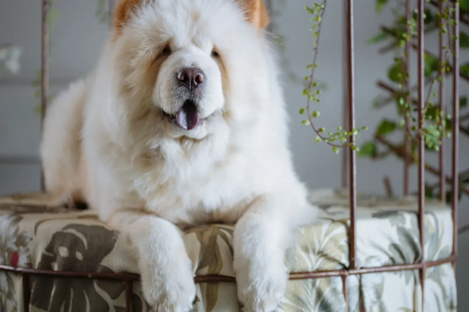 Chow Chow 5