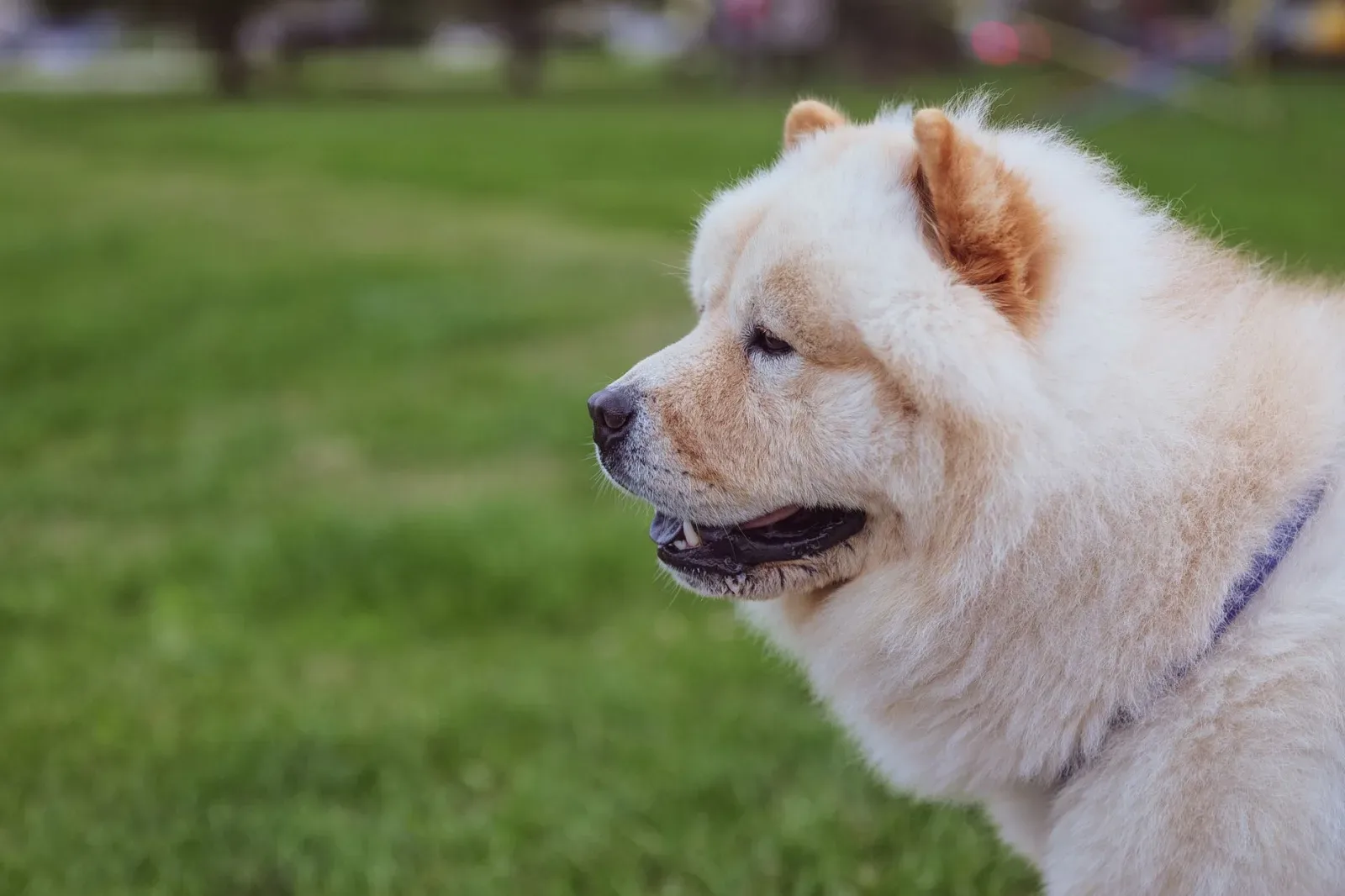 Chow Chow 6