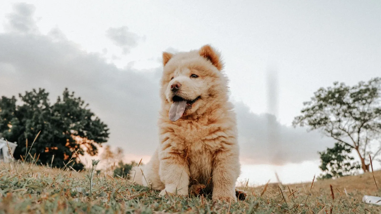 Chow Chow 7