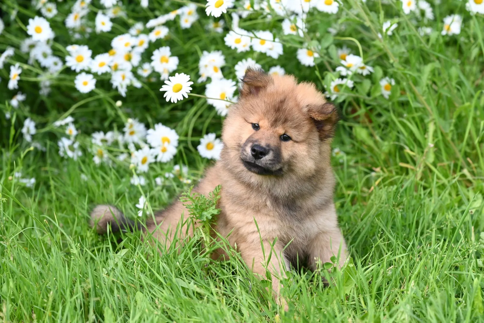 Chow Chow 8