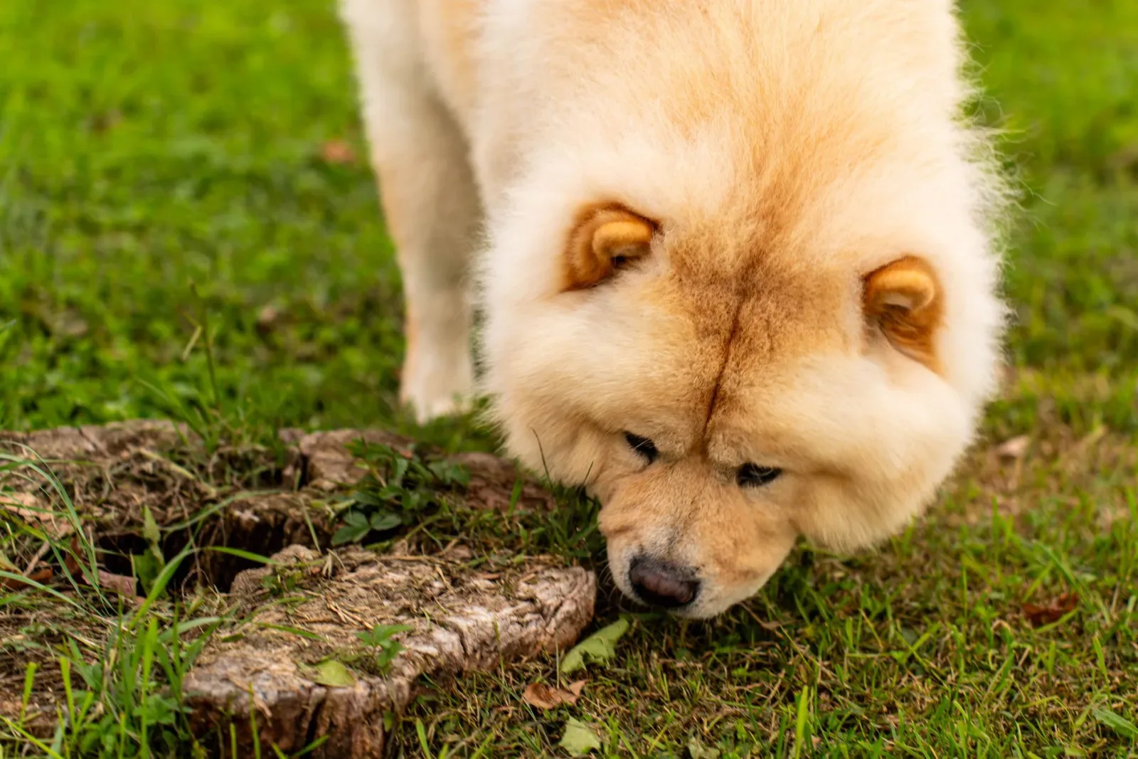 Chow Chow 9