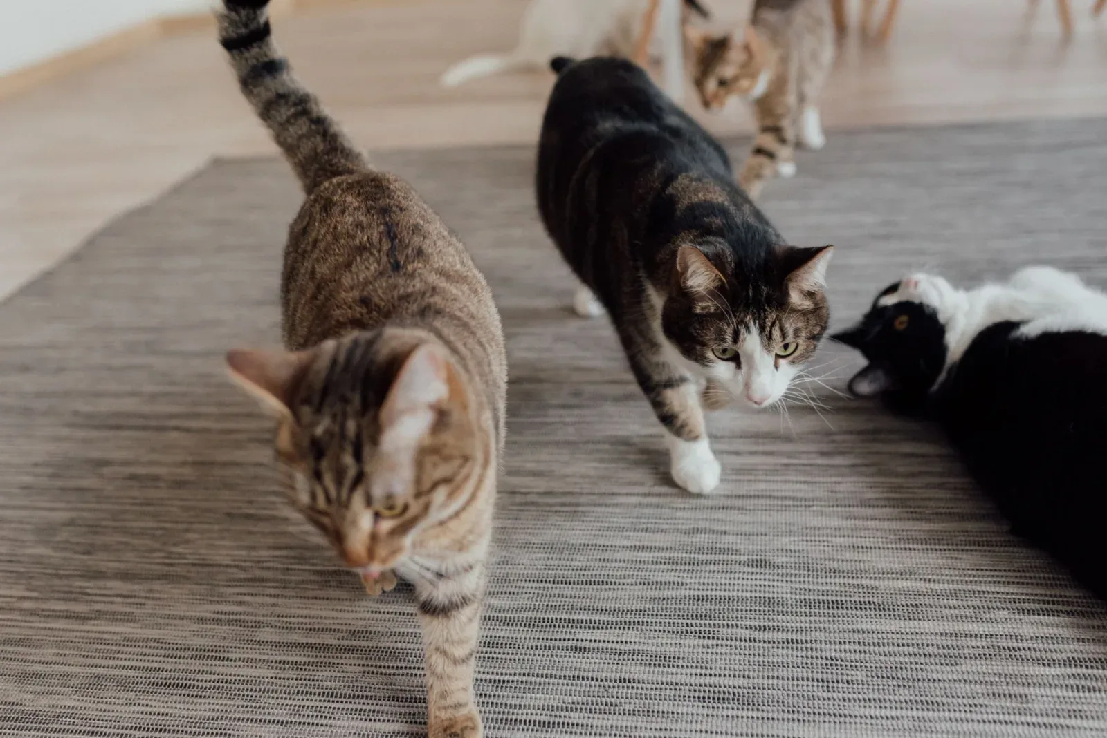Multi-Cat Harmony: Resources, Space and Peace
