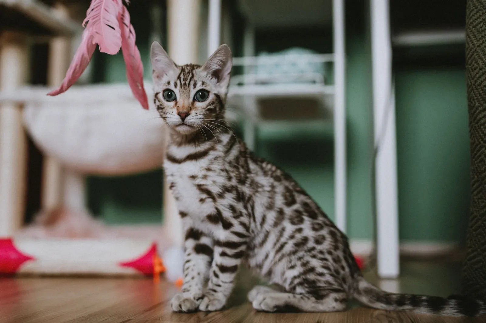 Enriching an Indoor Cat's World