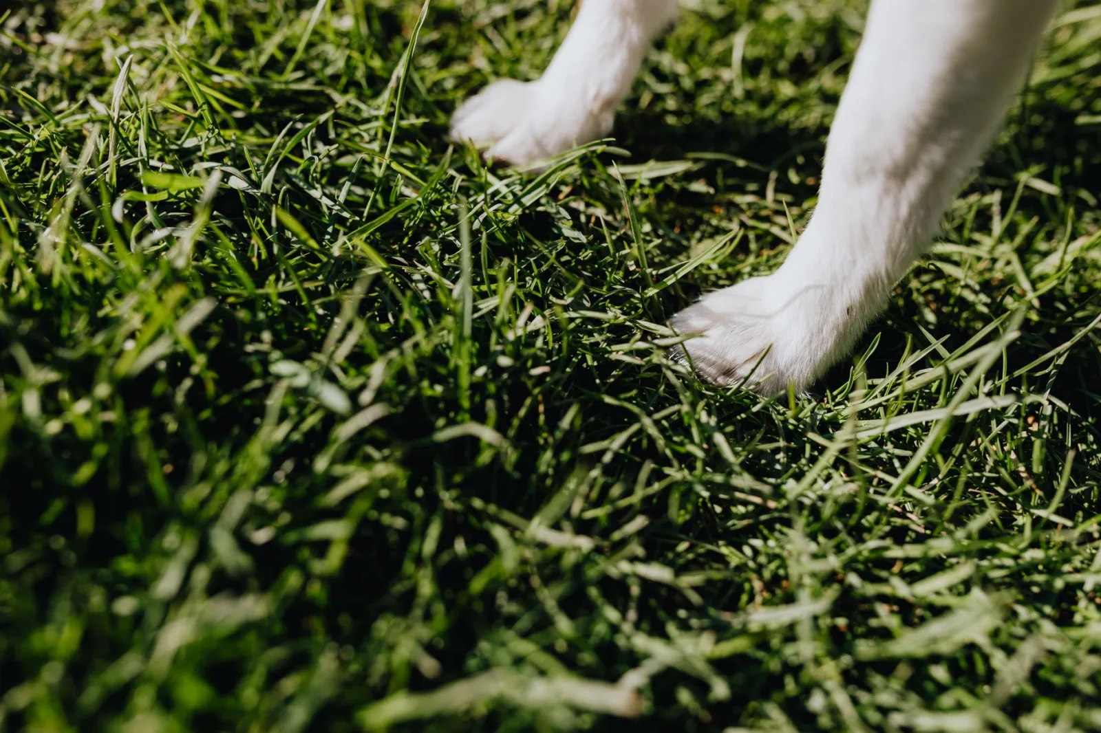 Flea & Tick Prevention for Dogs: Year-Round Protection That Works