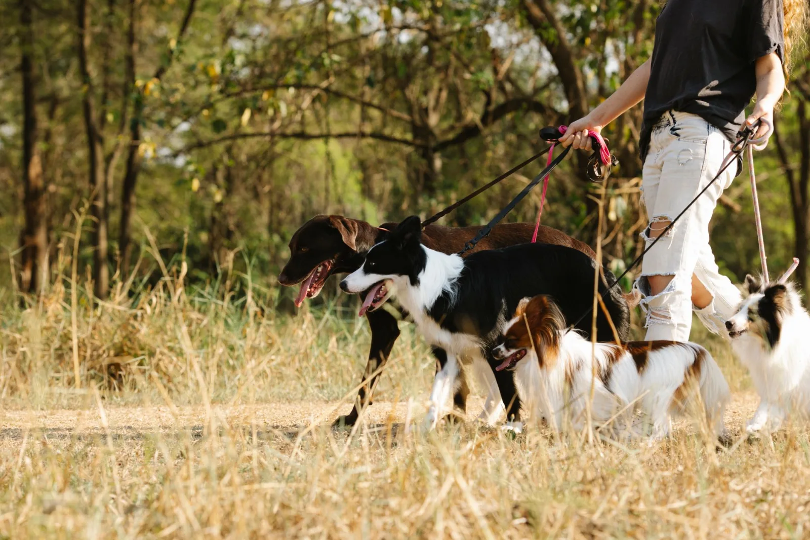 How to Check Your Dog for Ticks After Every Walk