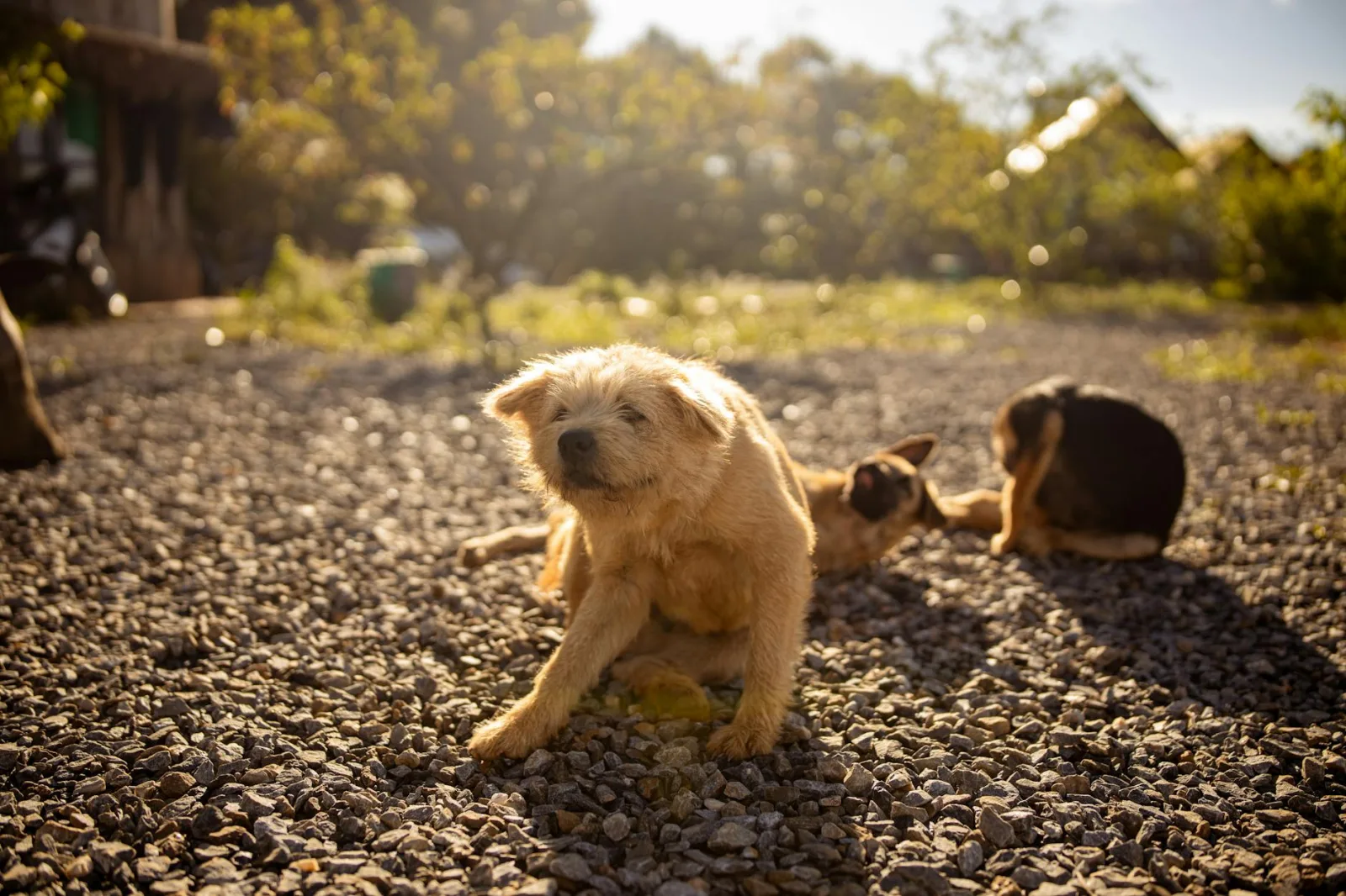 How to Clear a Flea Infestation From Your Dog and Your Home