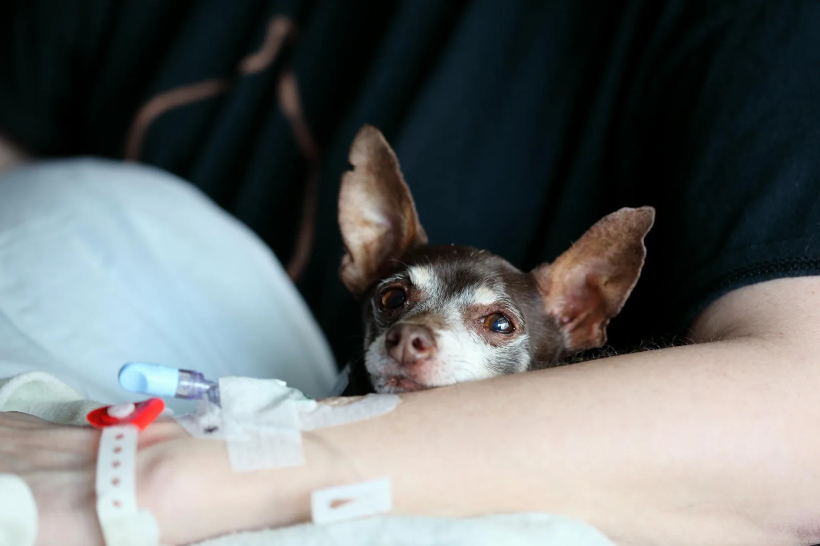 Tick-Borne Diseases in Dogs: Signs You Should Never Ignore