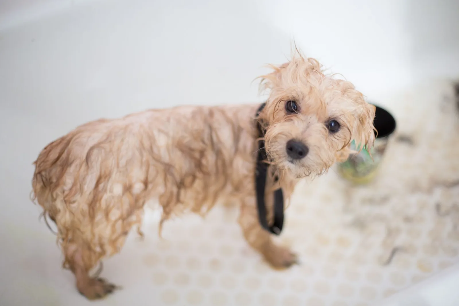 Natural Flea Control for Dogs: What Helps and What to Avoid
