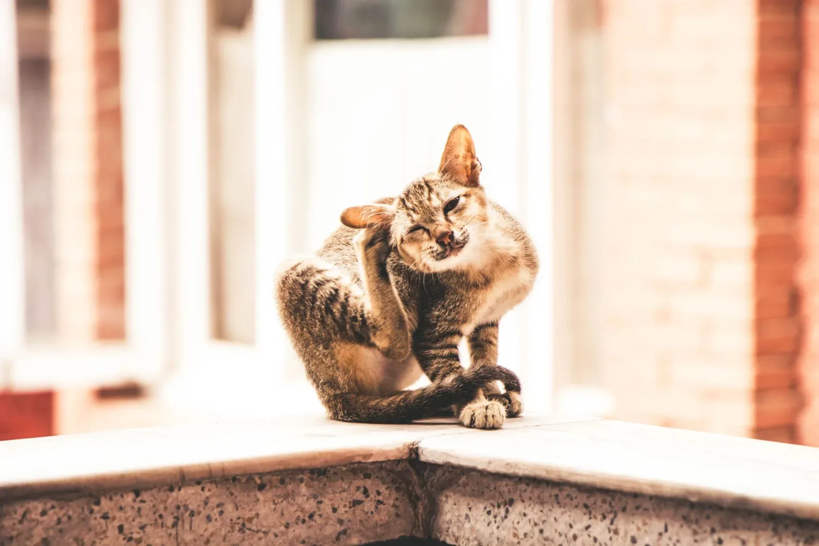 Seasonal Allergies in Dogs: Spotting the Itch Early