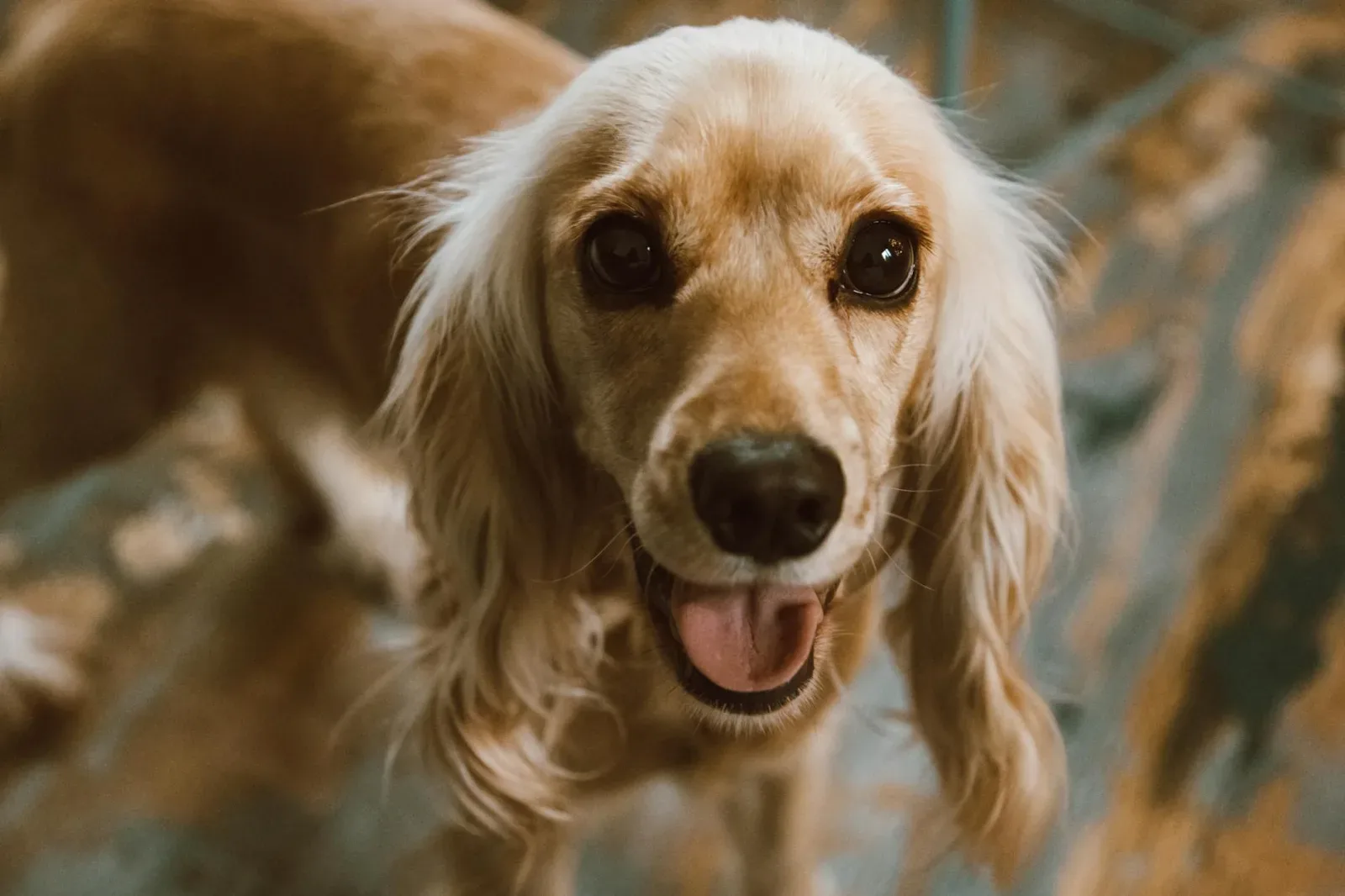 Cocker Spaniel 10