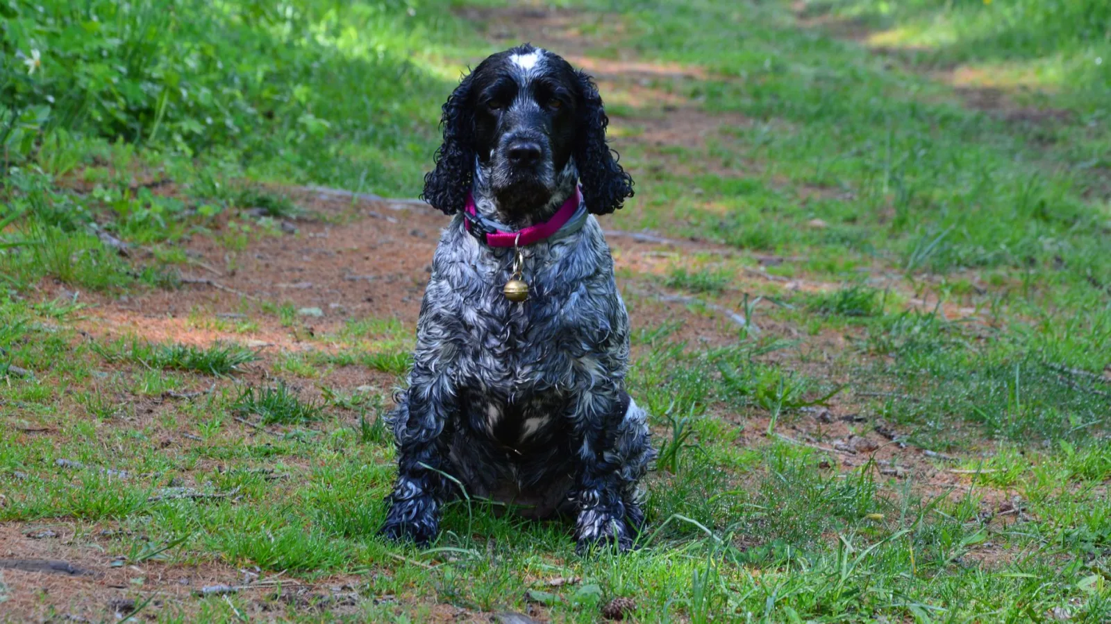 Cocker Spaniel 2