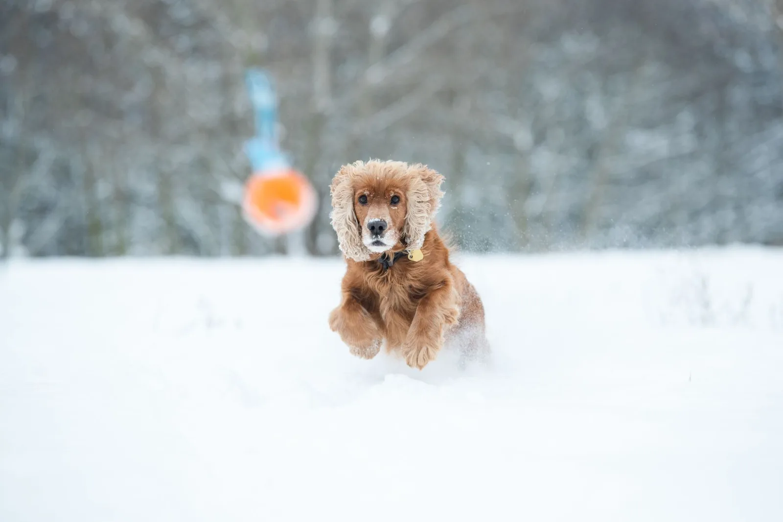Cocker Spaniel 4