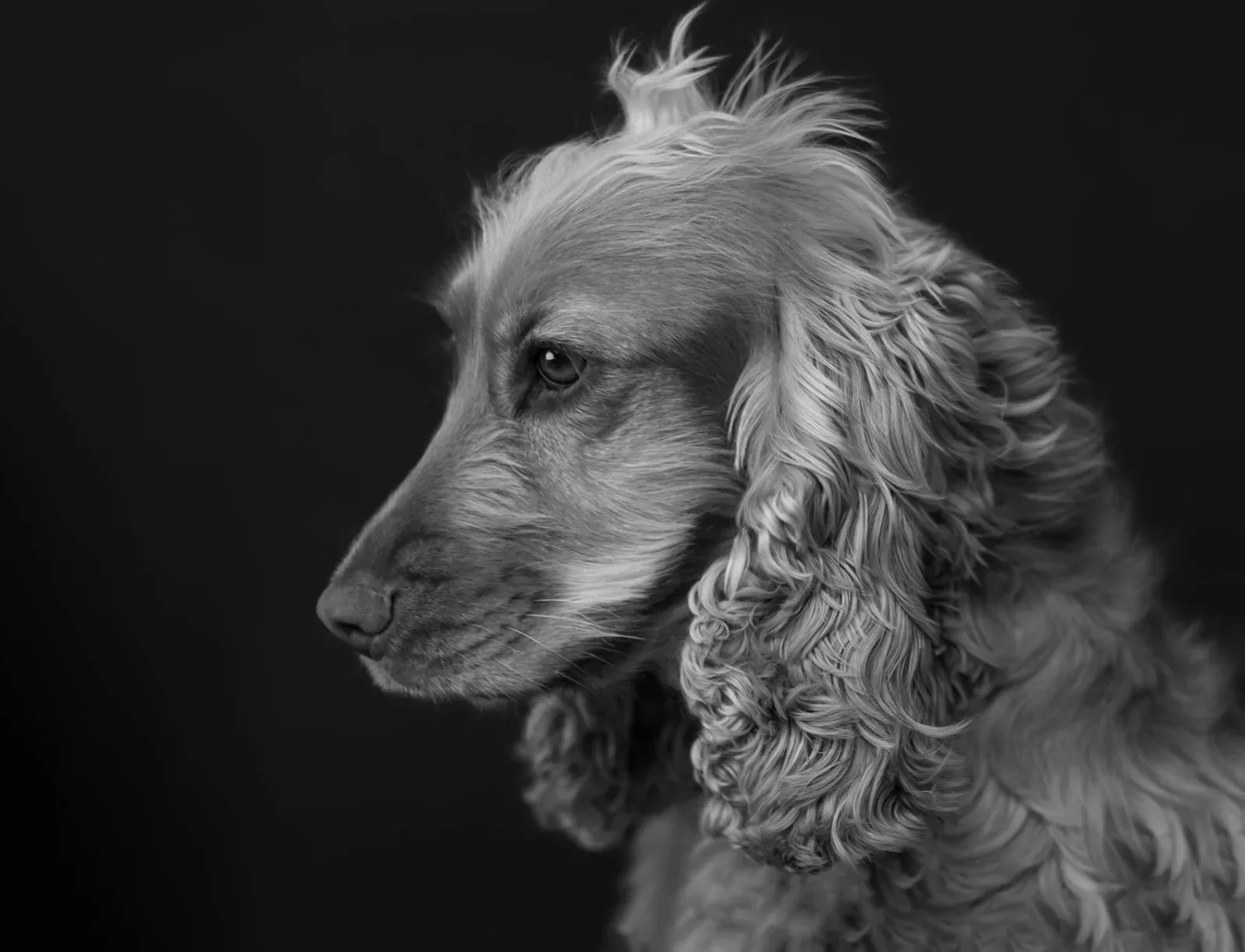 Cocker Spaniel 5