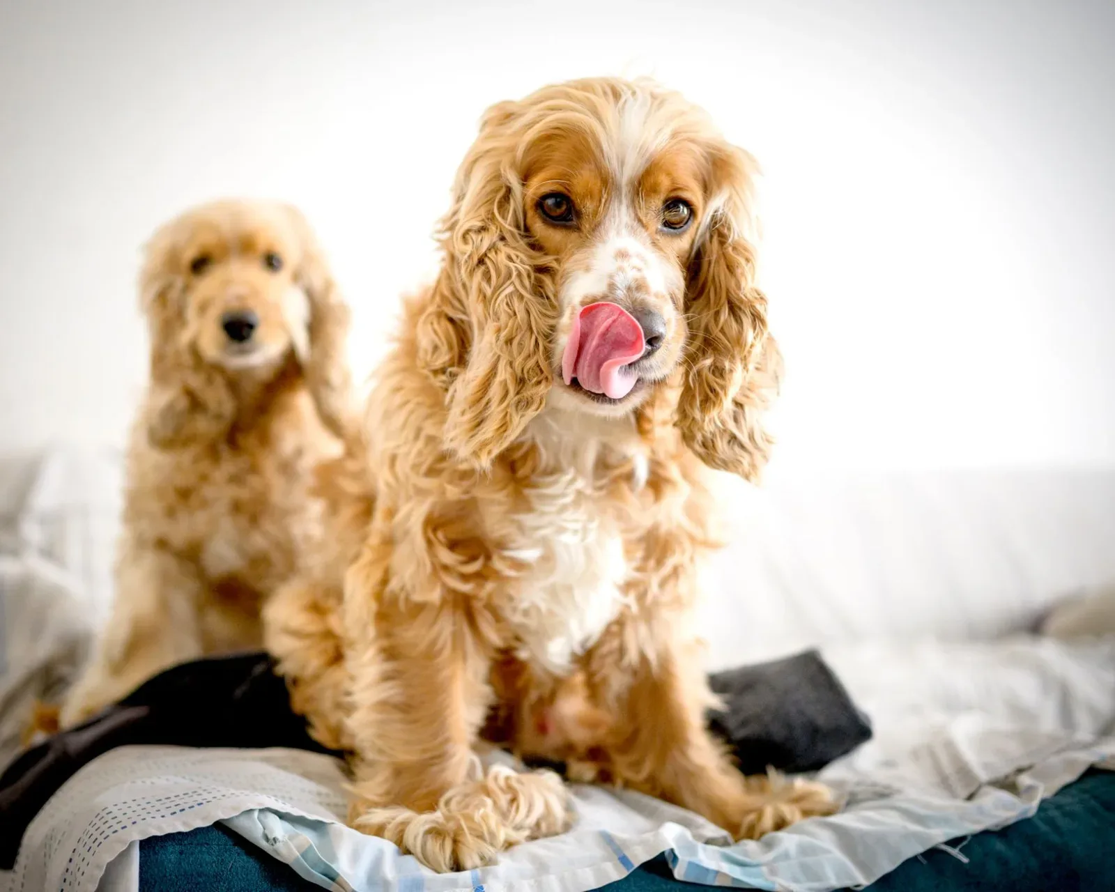 Cocker Spaniel 6