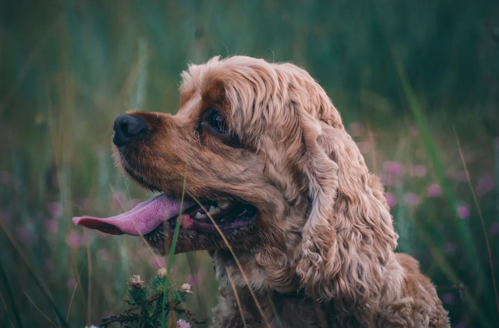 Cocker Spaniel 7