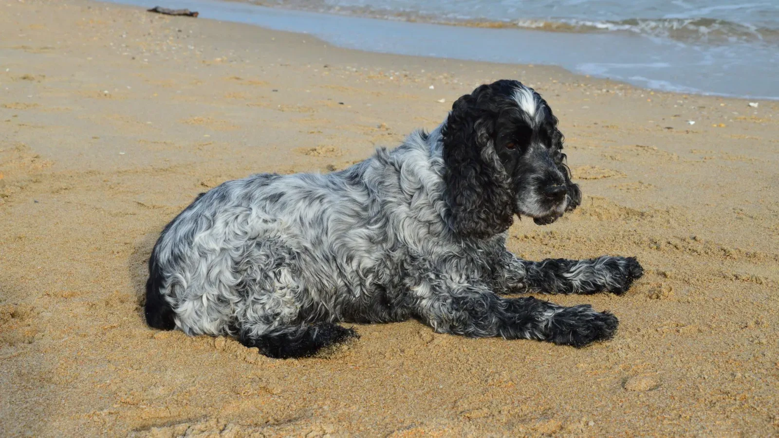 Cocker Spaniel 8