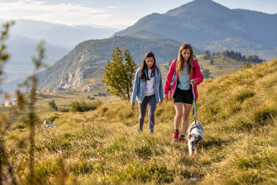 Travel and Seasonal Care: Keeping Your Pet Comfortable Through Car Rides, Flights, and Changing Weather