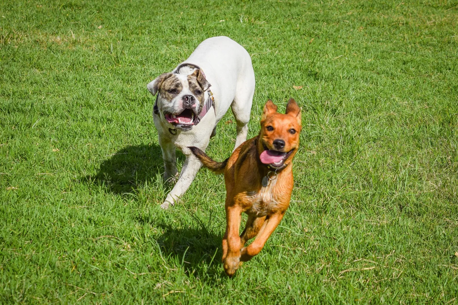 Managing Your Dog's Pollen Allergy Season by Season