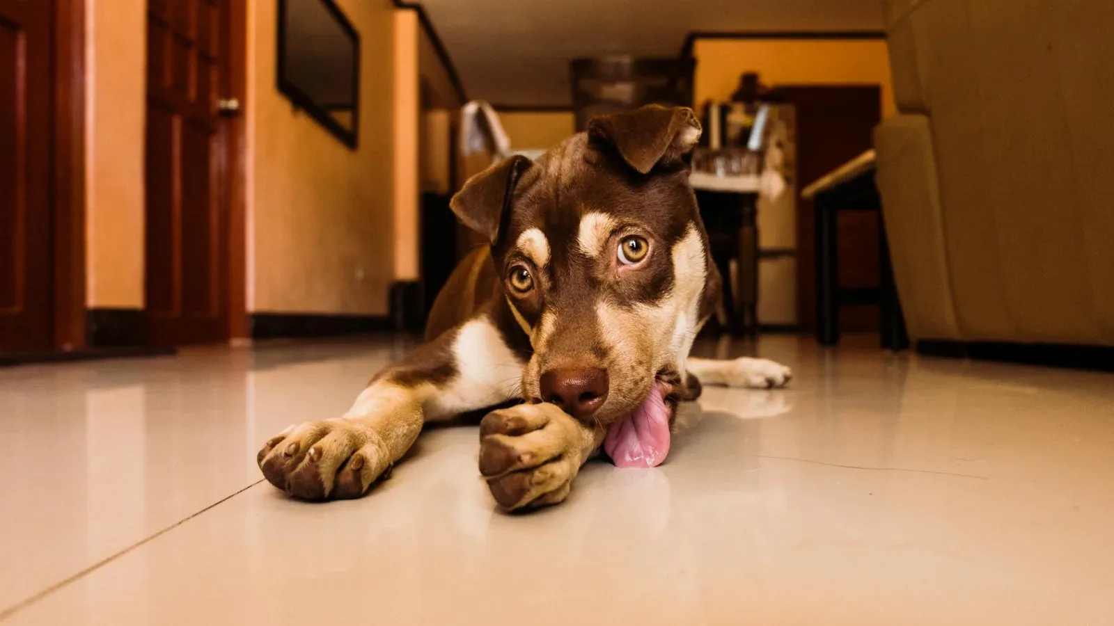 Paw Licking, Ear Infections and the Allergy Connection