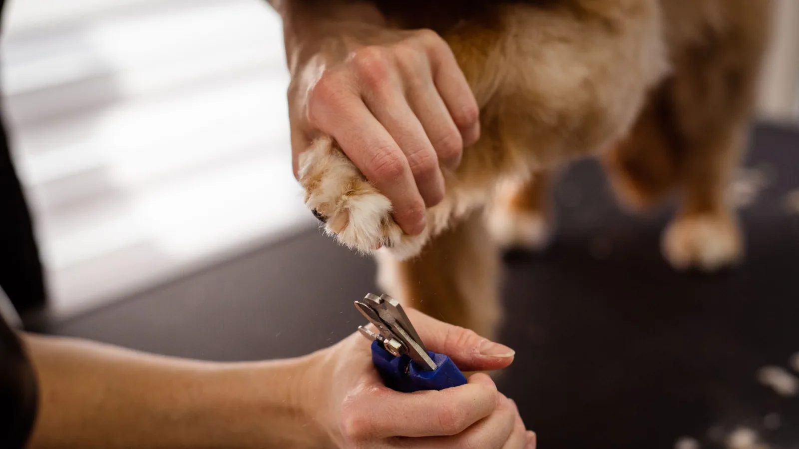 Trimming Your Dog's Nails Without the Wrestling Match