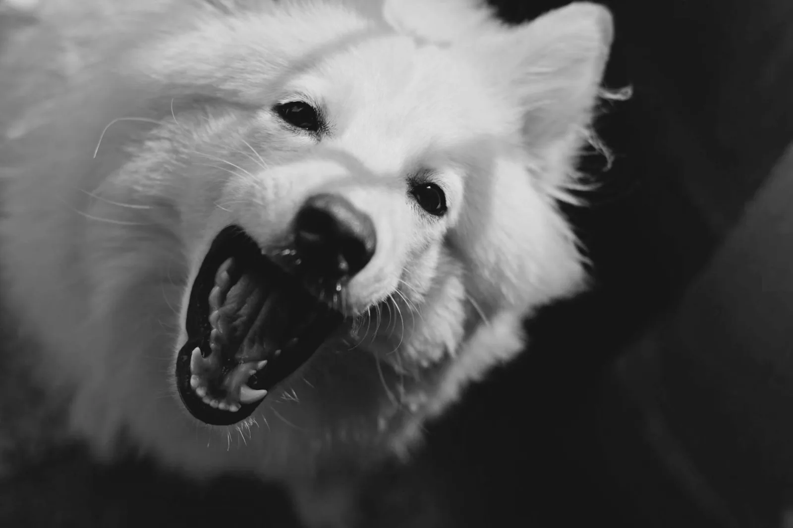 Dog Dental Care: Brushing, Chews and When to Book a Cleaning