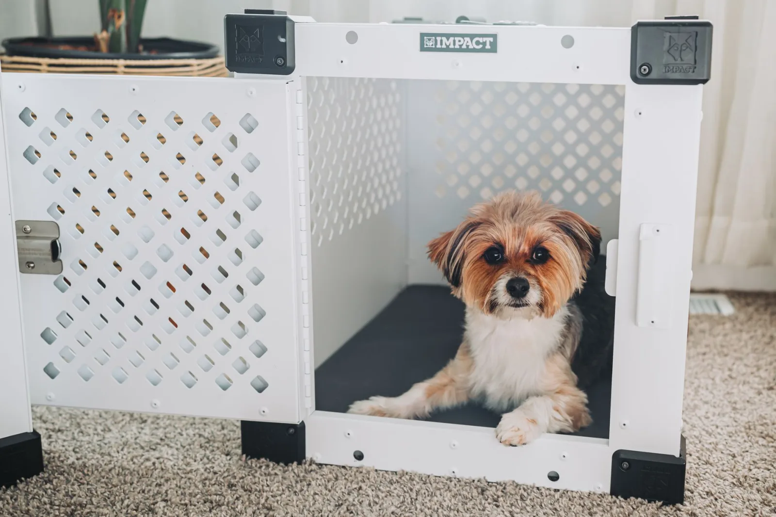 Crate Training a New Dog the Gentle Way
