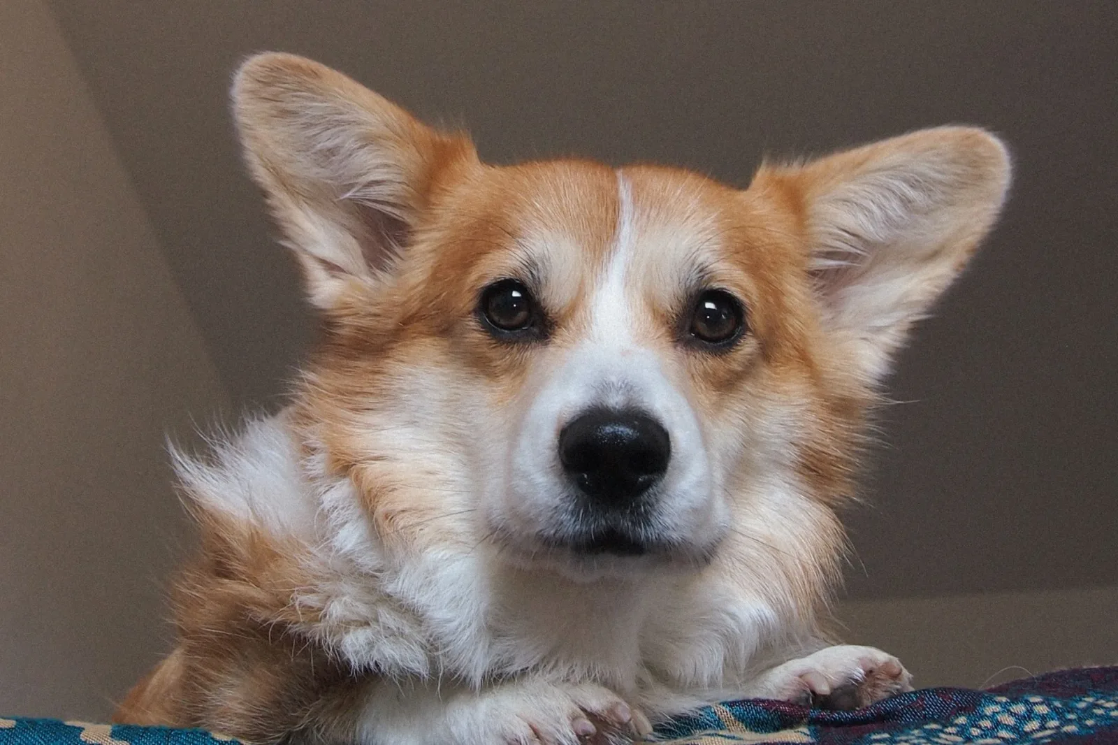Pembroke Welsh Corgi 1