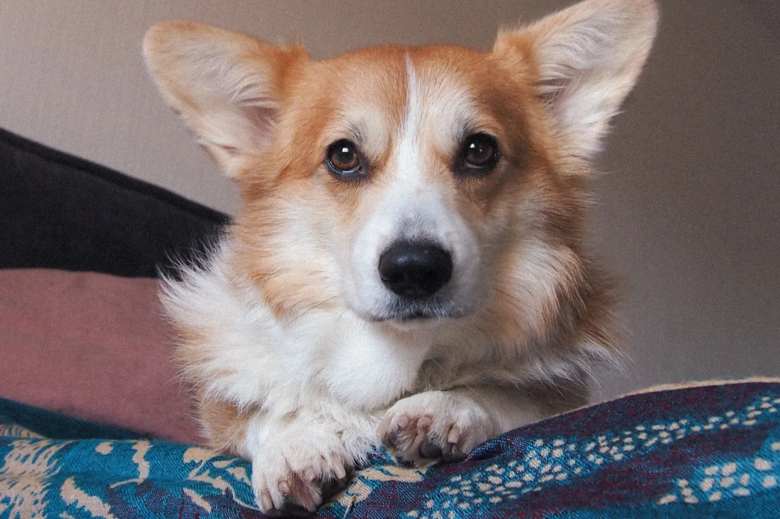 Pembroke Welsh Corgi 2