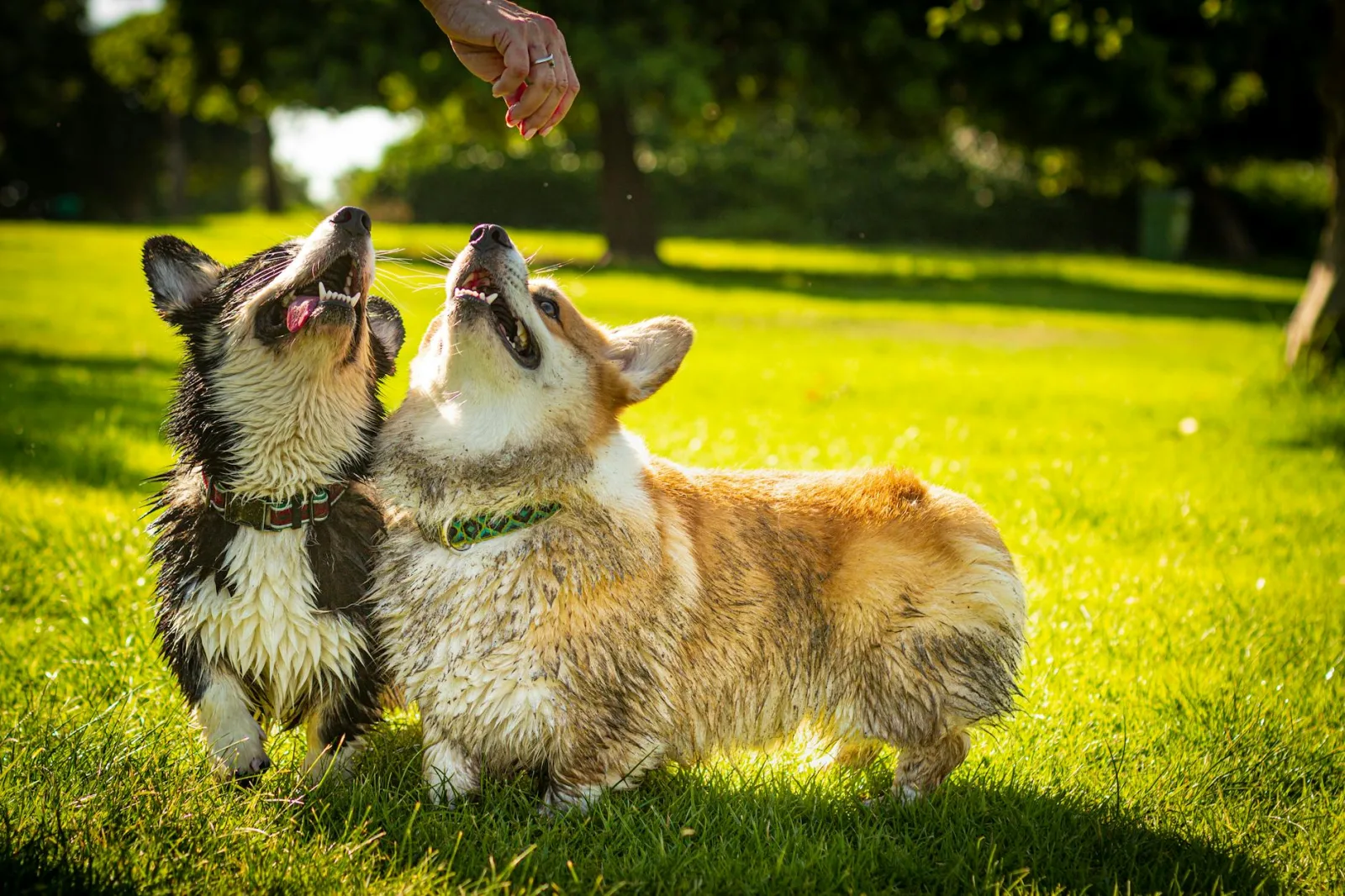 Pembroke Welsh Corgi 3